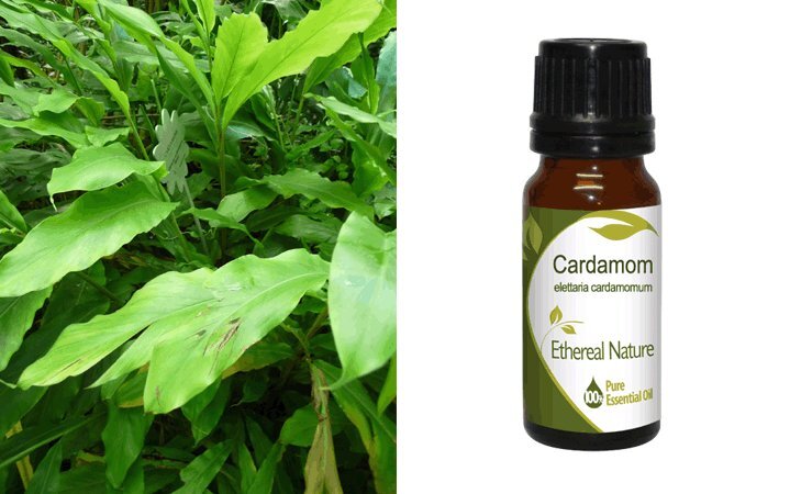 Κάρδαμo (Cardamom) Αιθέριο Έλαιο 10ml Nature & Body