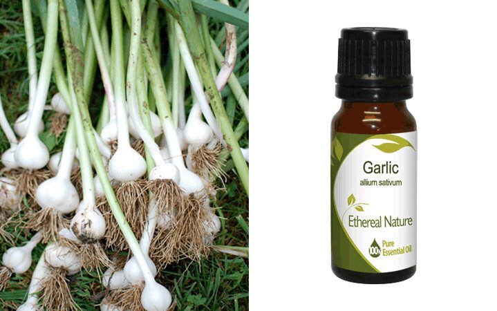 Σκόρδο (Garlic) Αιθέριο Έλαιο 10ml Nature & Body