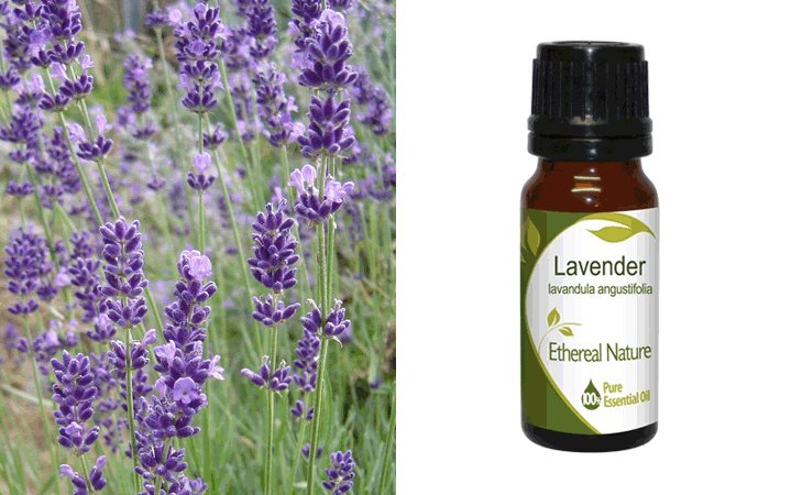 Λεβάντα (Lavender) Αιθέριο Έλαιο 10ml Nature & Body