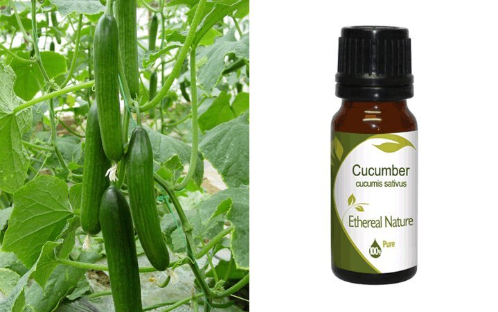 Αγγούρι (Cucumber) Εκχύλισμα 10ml Nature & Body