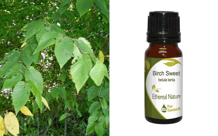 Σημύδα Γλυκιά (Birch Sweet) Αιθέριο Έλαιο 10ml Nature & Body