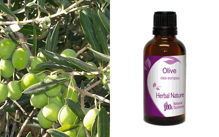 Ελιά Βάμμα (Olive) 50ml Nature & Body
