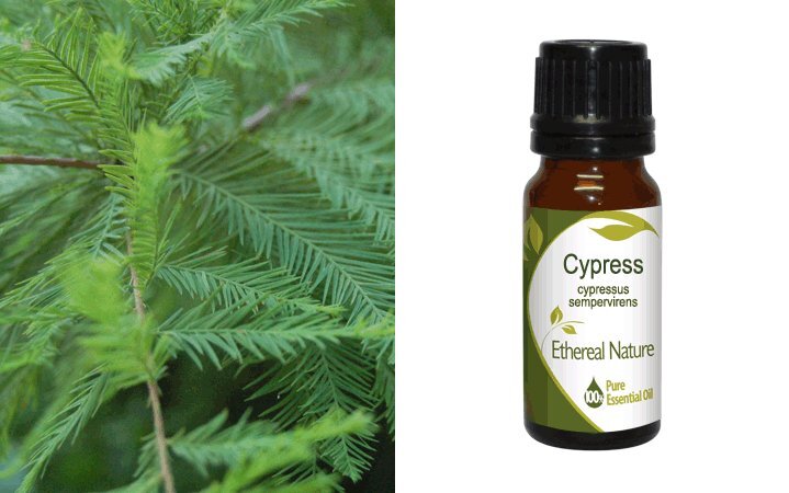 Κυπαρίσσι (Cypress) Αιθέριο Έλαιο 10ml Nature & Body