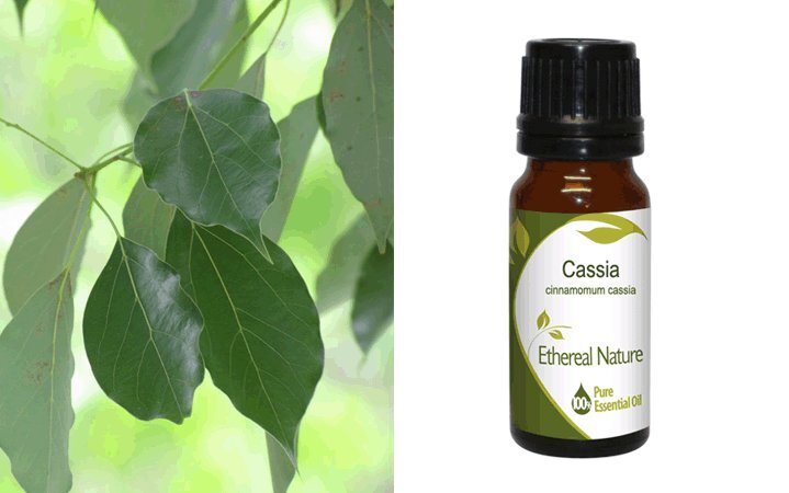 Κάσσια (Cassia) Αιθέριο Έλαιο 10ml Nature & Body
