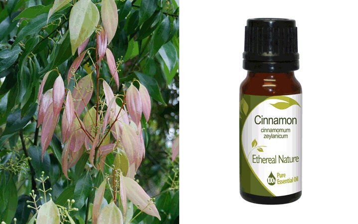 Κανέλα Φύλλο (Cinnamon) Αιθέριο Έλαιο 10ml Nature & Body