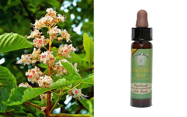 Αγριοκαστανιά (Chestnut Bud) 10ml Bach Crystal Herbs