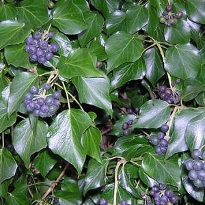 Κισσός (Common Ivy) 100gr