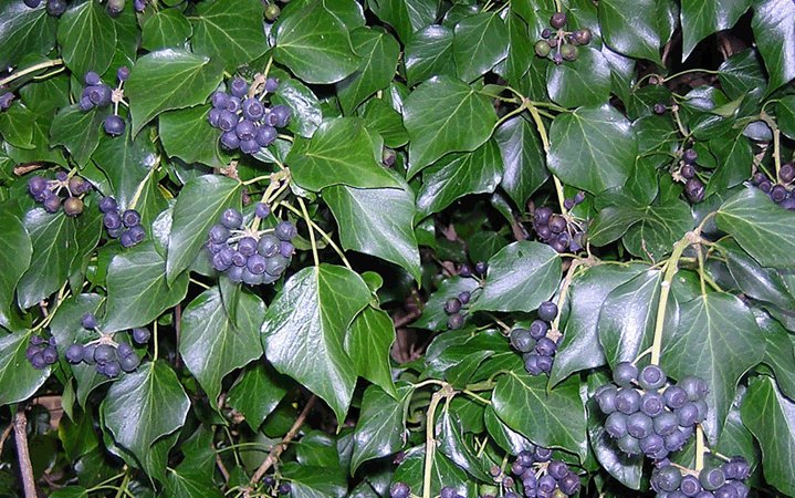 Κισσός (Common Ivy) 100gr