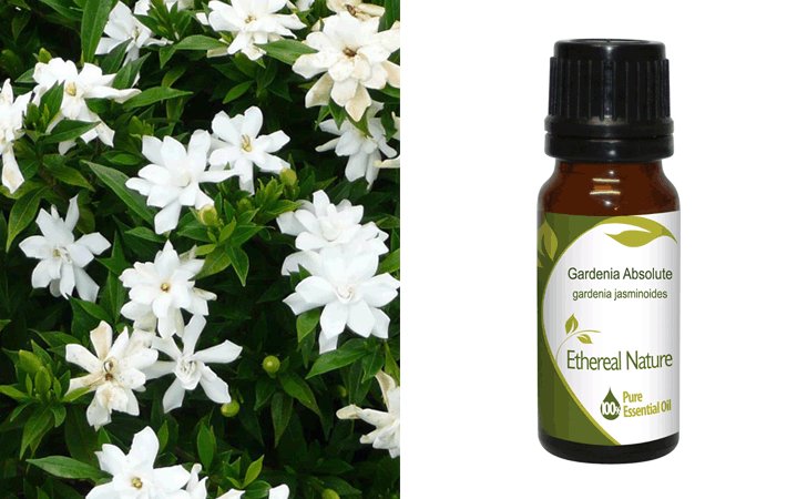 Γαρδένια (Gardenia) Absolute Αιθέριο Έλαιο 10ml Nature & Body