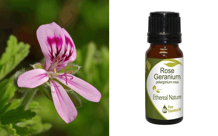 Γεράνι Ρόδο (Rose Geranium) Αιθέριο Έλαιο 10ml Nature & Body