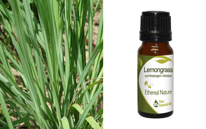 Λεμονόχορτο (Lemongrass) Αιθέριο Έλαιο 10ml Nature & Body