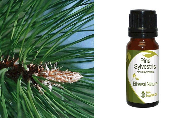 Πεύκο (Pine) Αιθέριο Έλαιο 10ml Nature & Body