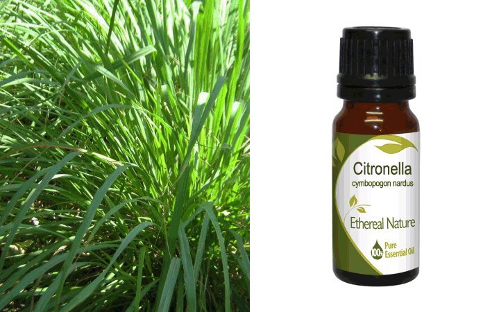 Σιτρονέλα (Citronella) Αιθέριο Έλαιο 10ml Nature & Body