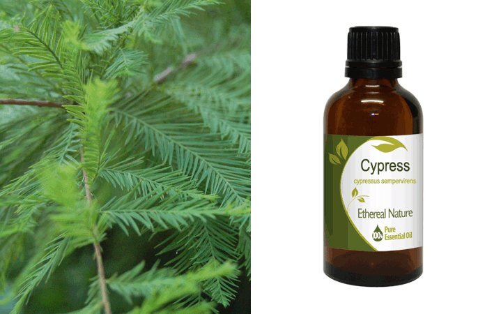 Κυπαρίσσι (Cypress) Αιθέριο Έλαιο 50ml Nature & Body