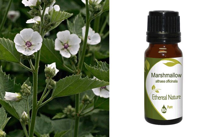 Αλθαία (Marshmallow) Εκχύλισμα 10ml Nature & Body