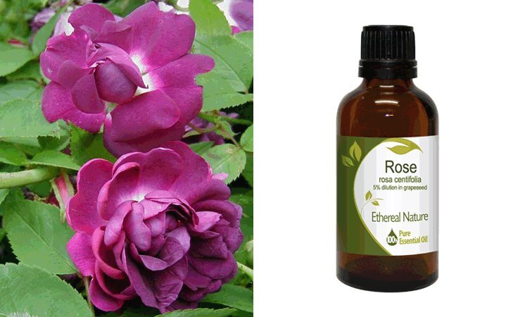 Ρόδο (Rose) 5% σε Σταφυλέλαιο Αιθέριο Έλαιο 50ml Nature & Body