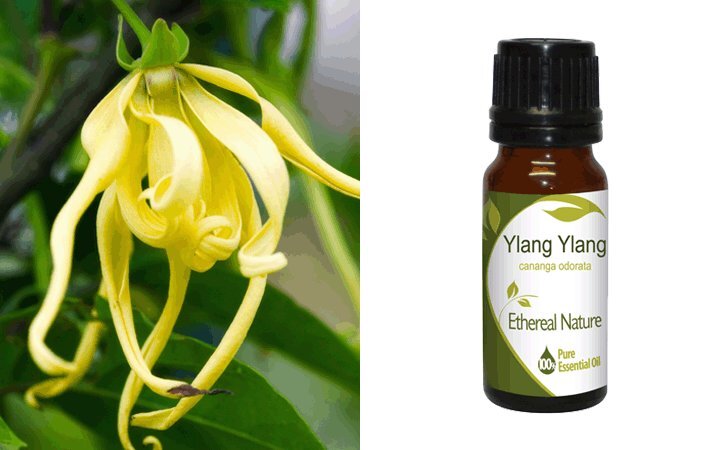 Υλάνγκ Υλάνγκ (Ylang Ylang) Αιθέριο Έλαιο 10ml Nature & Body