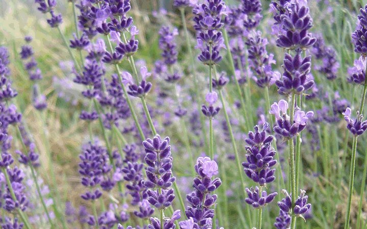 Λεβάντα (Lavender) 1Kg