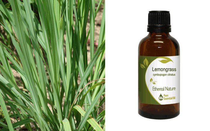Λεμονοχορτο (Lemongrass) Αιθέριο Έλαιο 50ml Nature & Body
