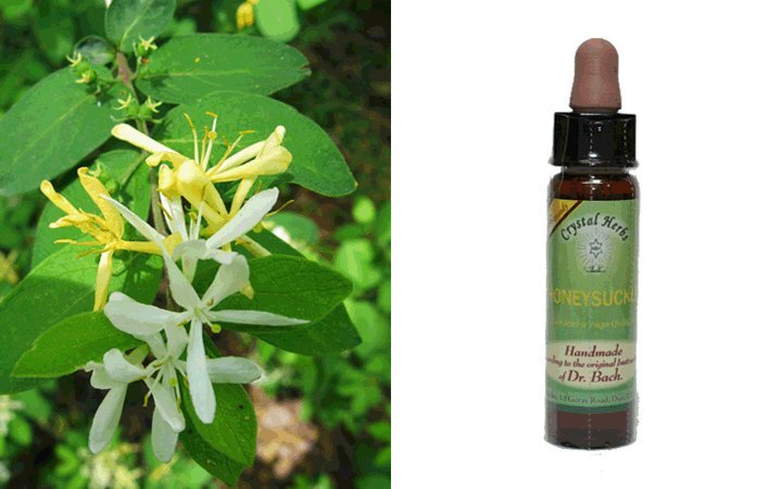 Αγιόκλημα (Honeysuckle) 10ml Bach Crystal Herbs
