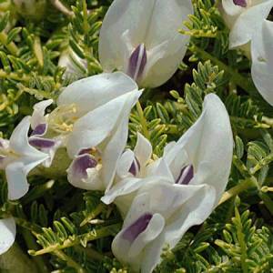 Αστράγαλος (Astragalus) 100gr