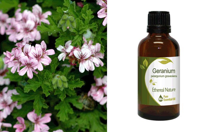 Γεράνι (Geranium) Αιθέριο Έλαιο 50ml Nature & Body