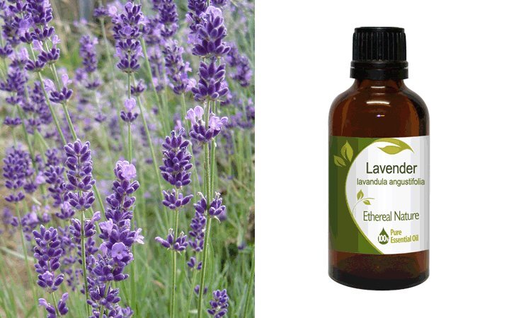 Λεβάντα (Lavender) Αιθέριο Έλαιο 50ml Nature & Body